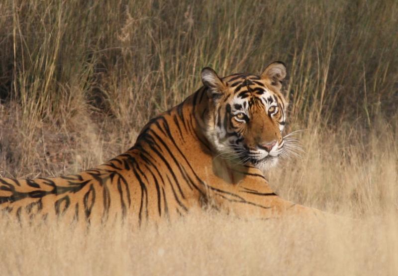 Wild Life Safari