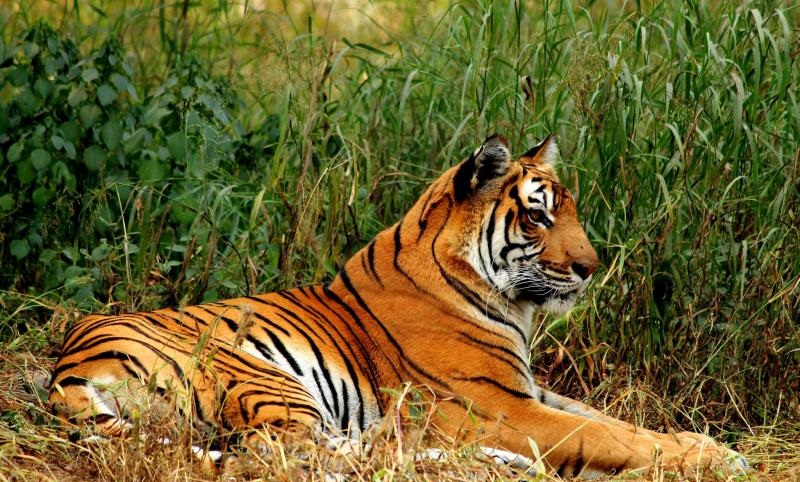 Wildlife Safari, Adventure in the Middle of Forest