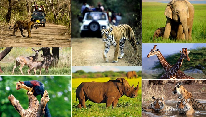 Wildlife Sancturies in India