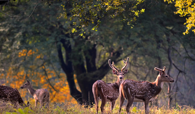 Wildlife Sancturies in India